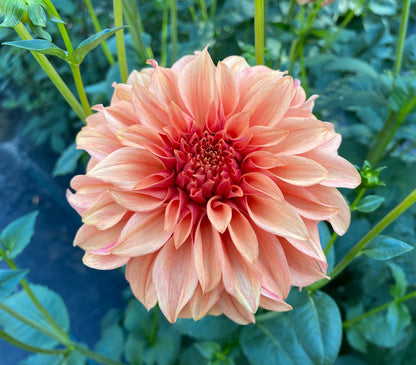 Bloomquist Pleasing - Tuber