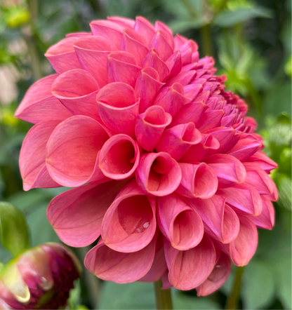 Ferncliff Rusty - Tuber