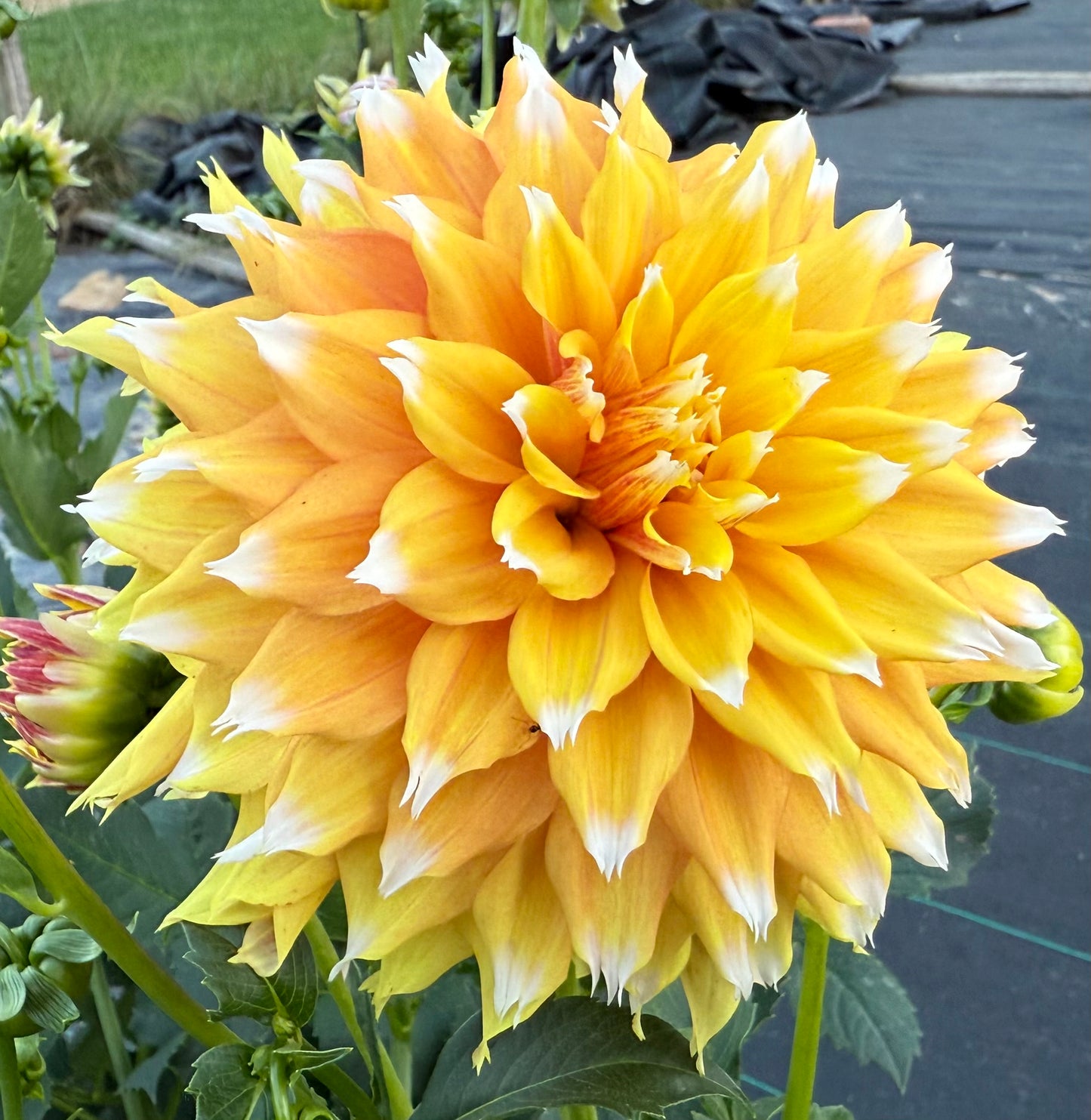 Bloomquist Candy Corn - Tuber
