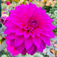 Bloomquist Ruby - Tuber