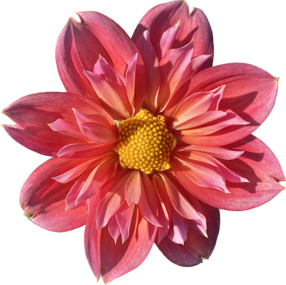 Bloomquist Simple - Tuber