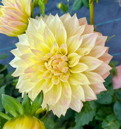 Bloomquist Cream - Tuber