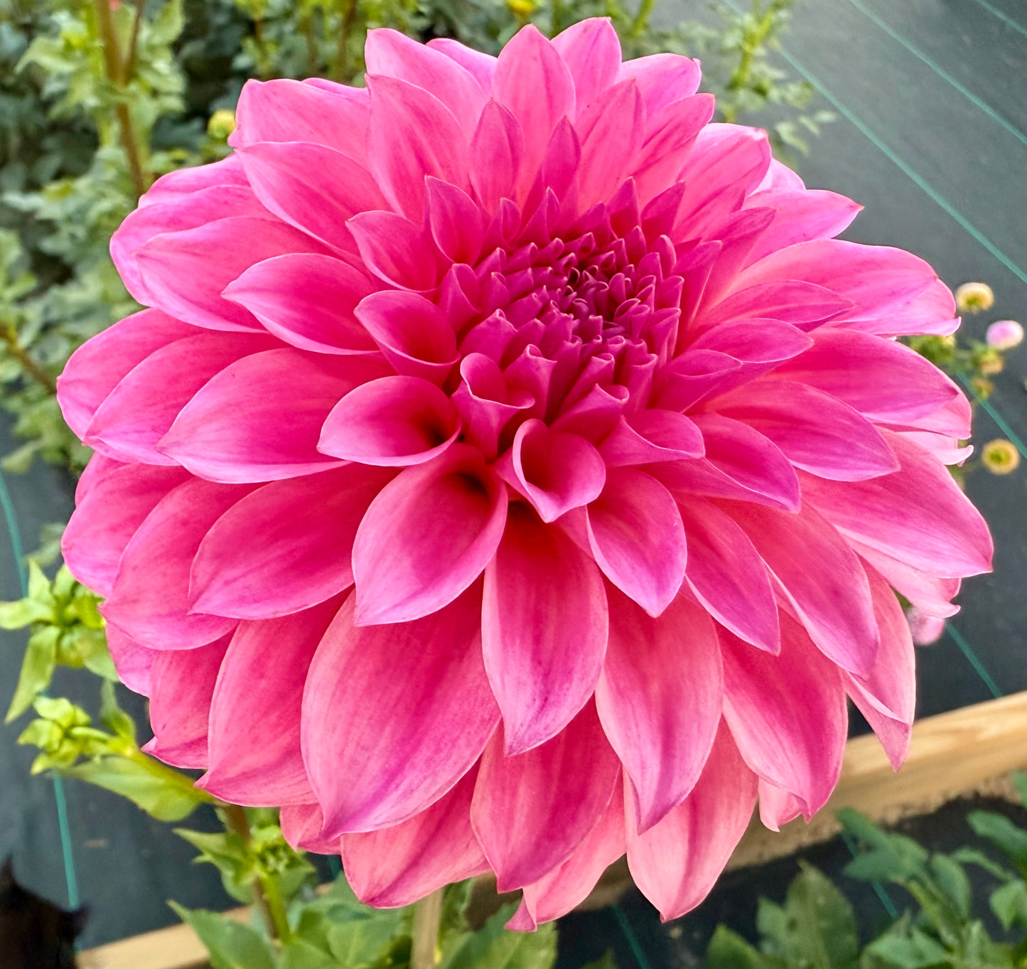 River’s Bubble Gum - Tuber