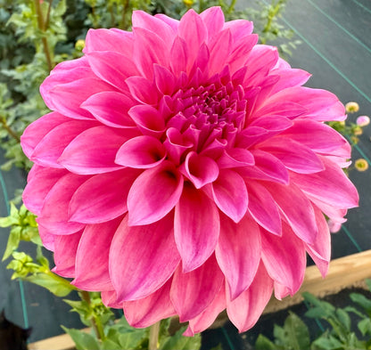 River’s Bubble Gum - Tuber