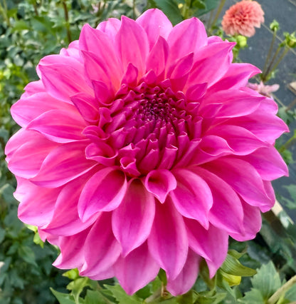 River’s Bubble Gum - Tuber