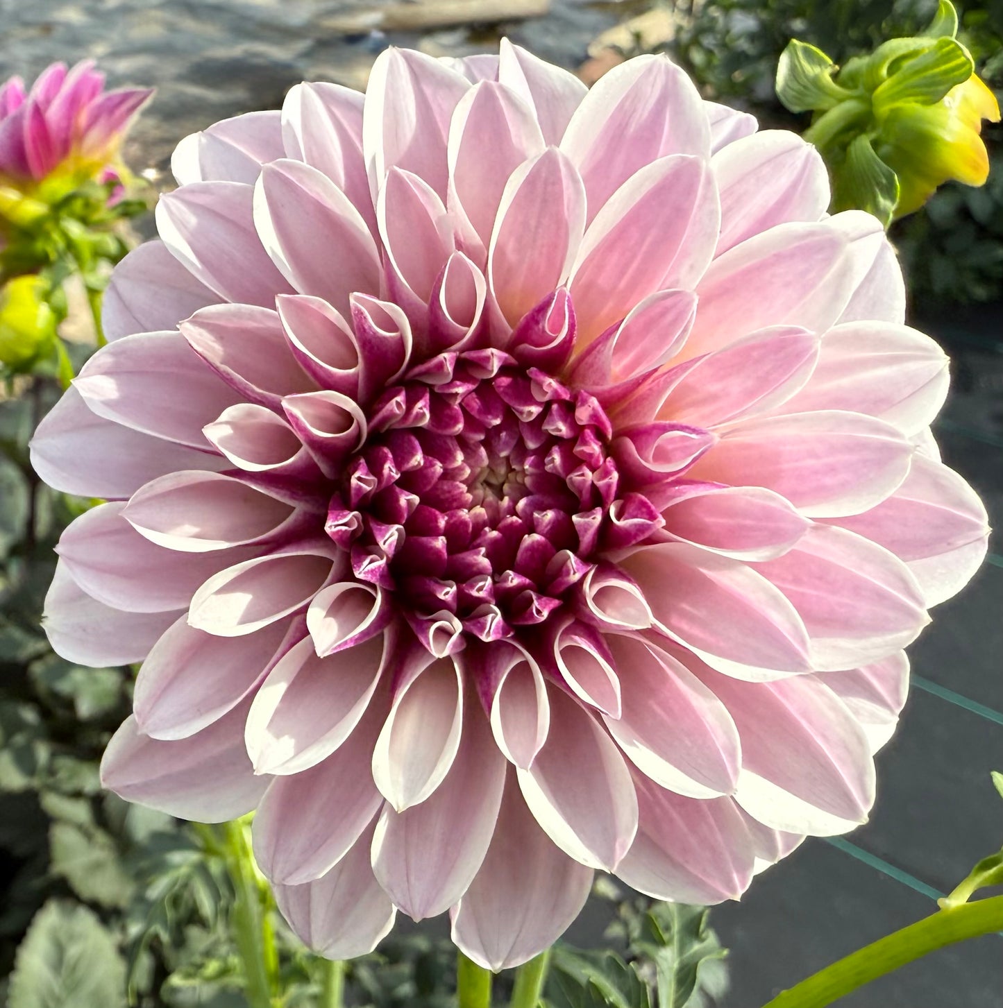 Salish Twilight Girl - Tuber