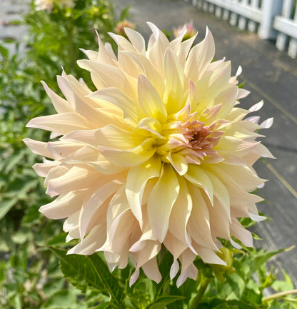 Lakeview Blush - Tuber