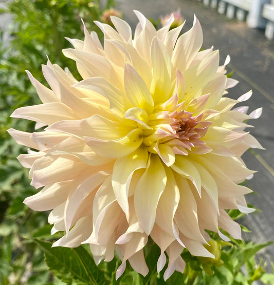 Lakeview Blush - Tuber