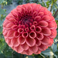 Ferncliff Kathleen - Tuber