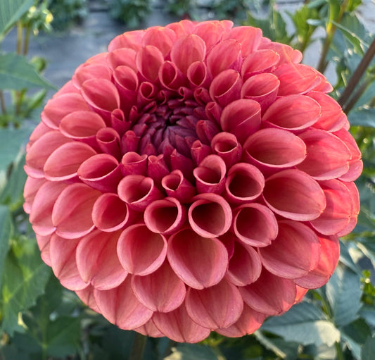 Ferncliff Kathleen - Tuber