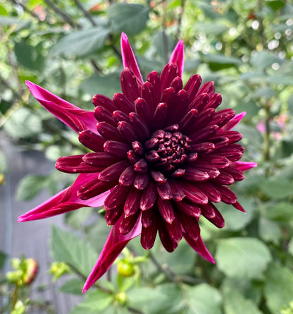 Bloomquist Puff - Tuber