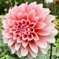 Lee’s Pineberry - TUBER