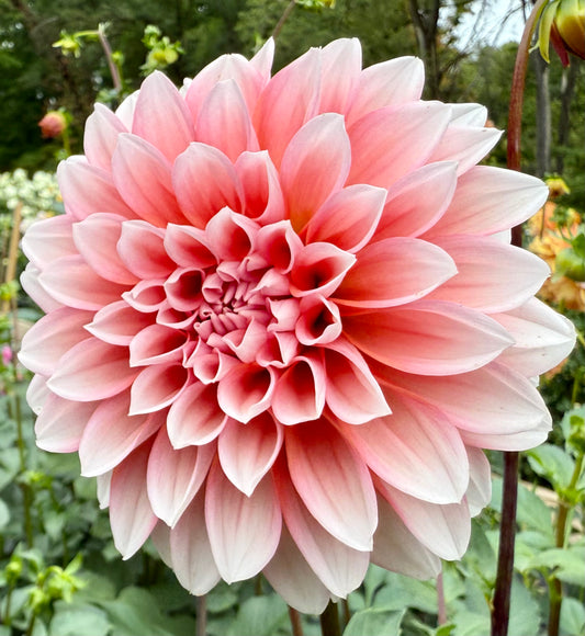 Lee’s Pineberry Trifle