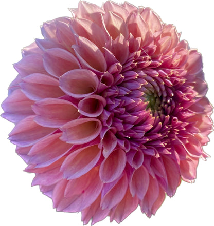 Bracken Rose (US) - Tuber