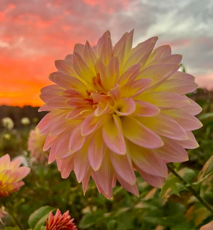Bloomquist Jerry - Tuber