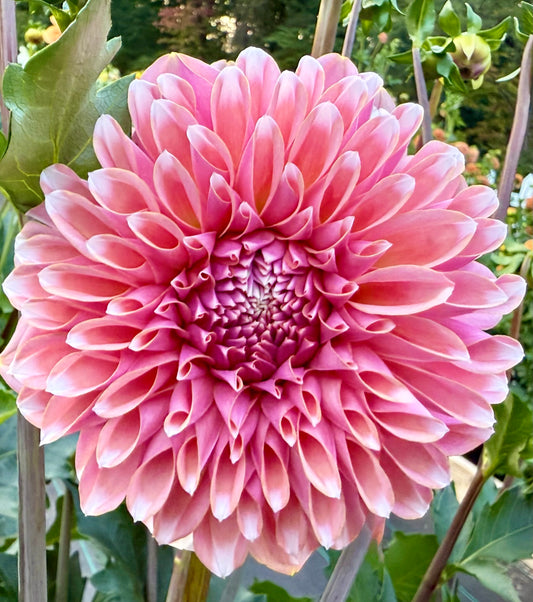 Lee’s Saltwater Taffy - Tuber