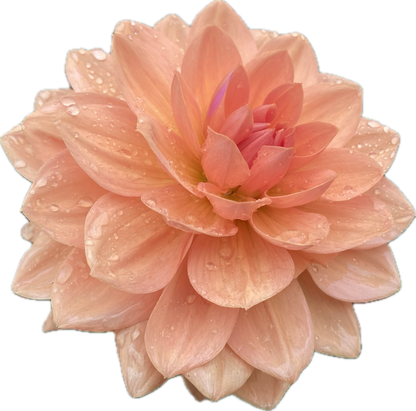 Yelno Harmony - Tuber