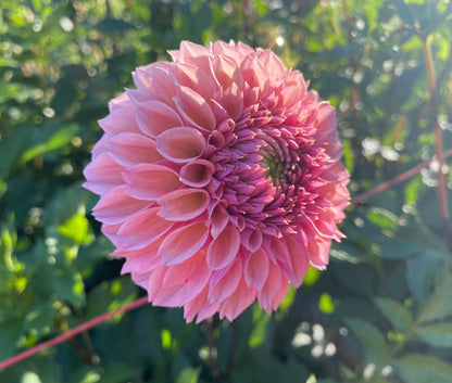 Bracken Rose (US) - Tuber