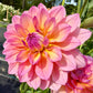 Sandia Rose - Tuber