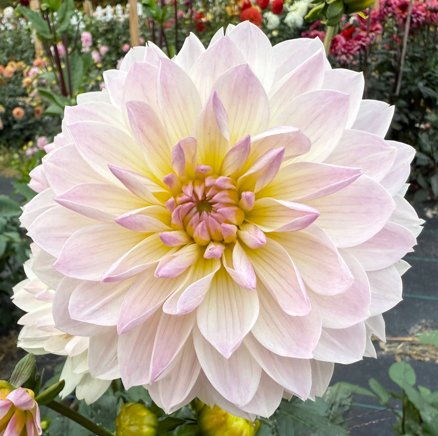Hollyhill Lilibet - Tuber