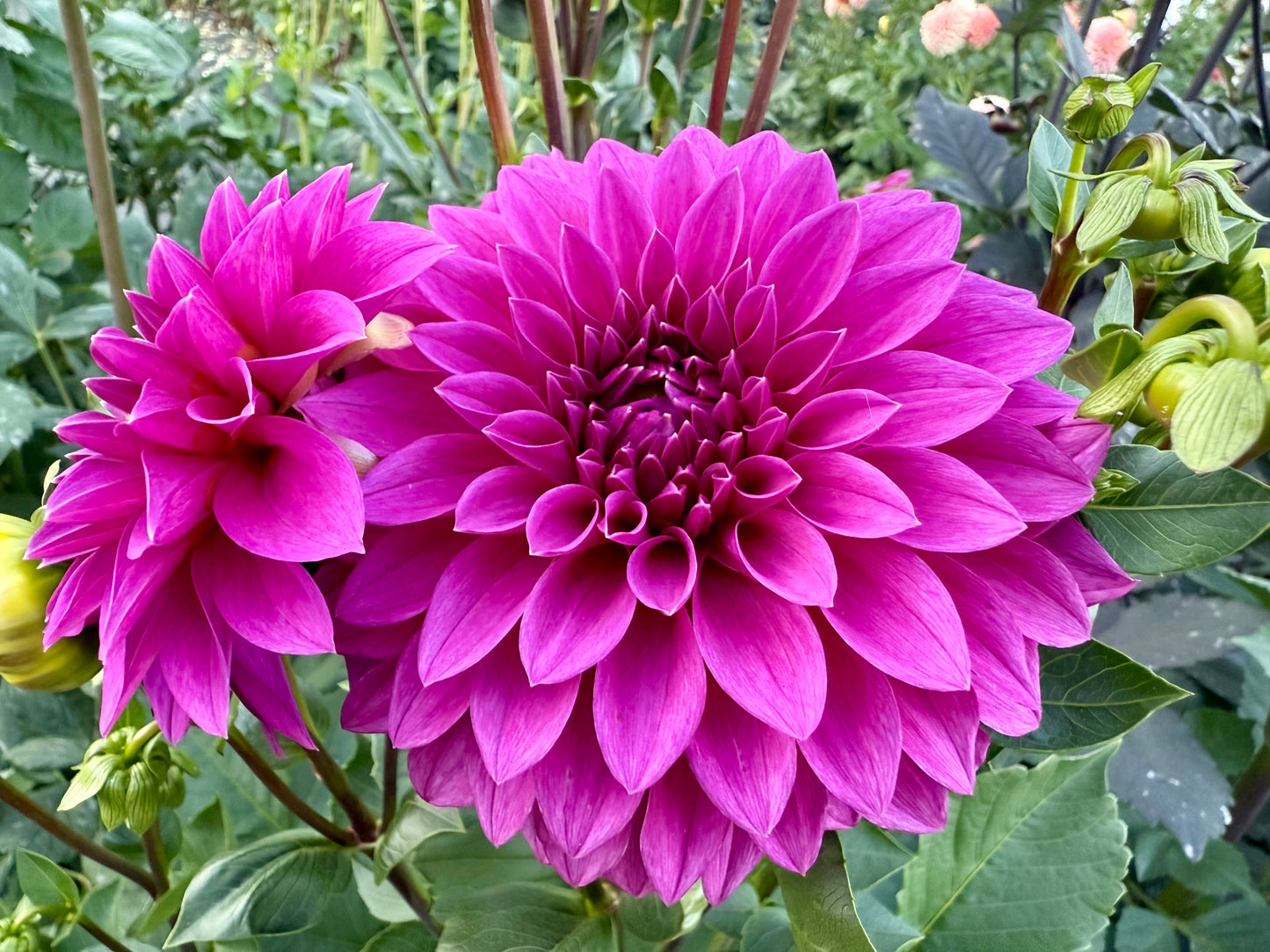 Bloomquist Ruby - Tuber