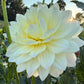 Hollyhill Creamy - Tuber