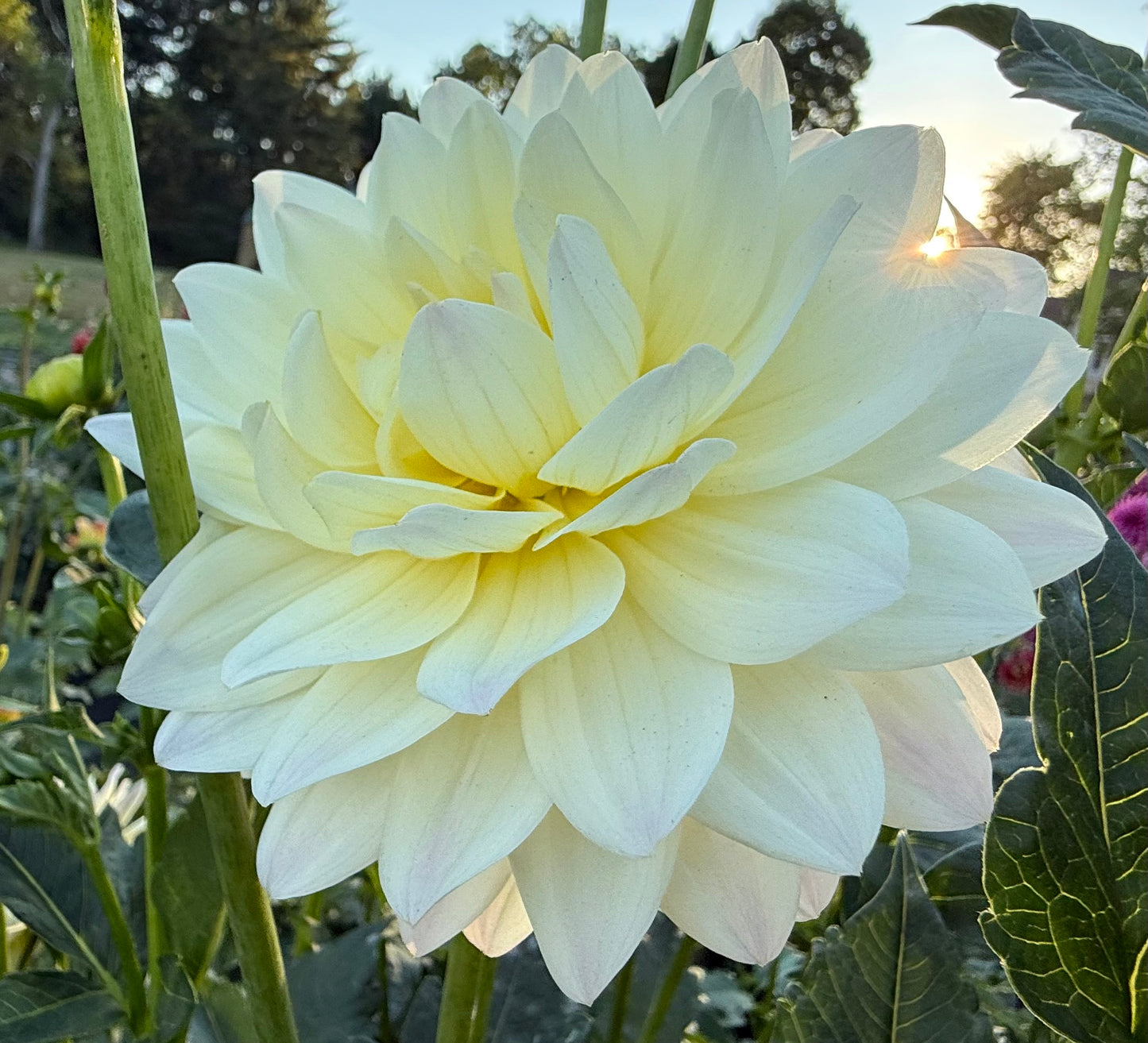 Hollyhill Creamy - Tuber