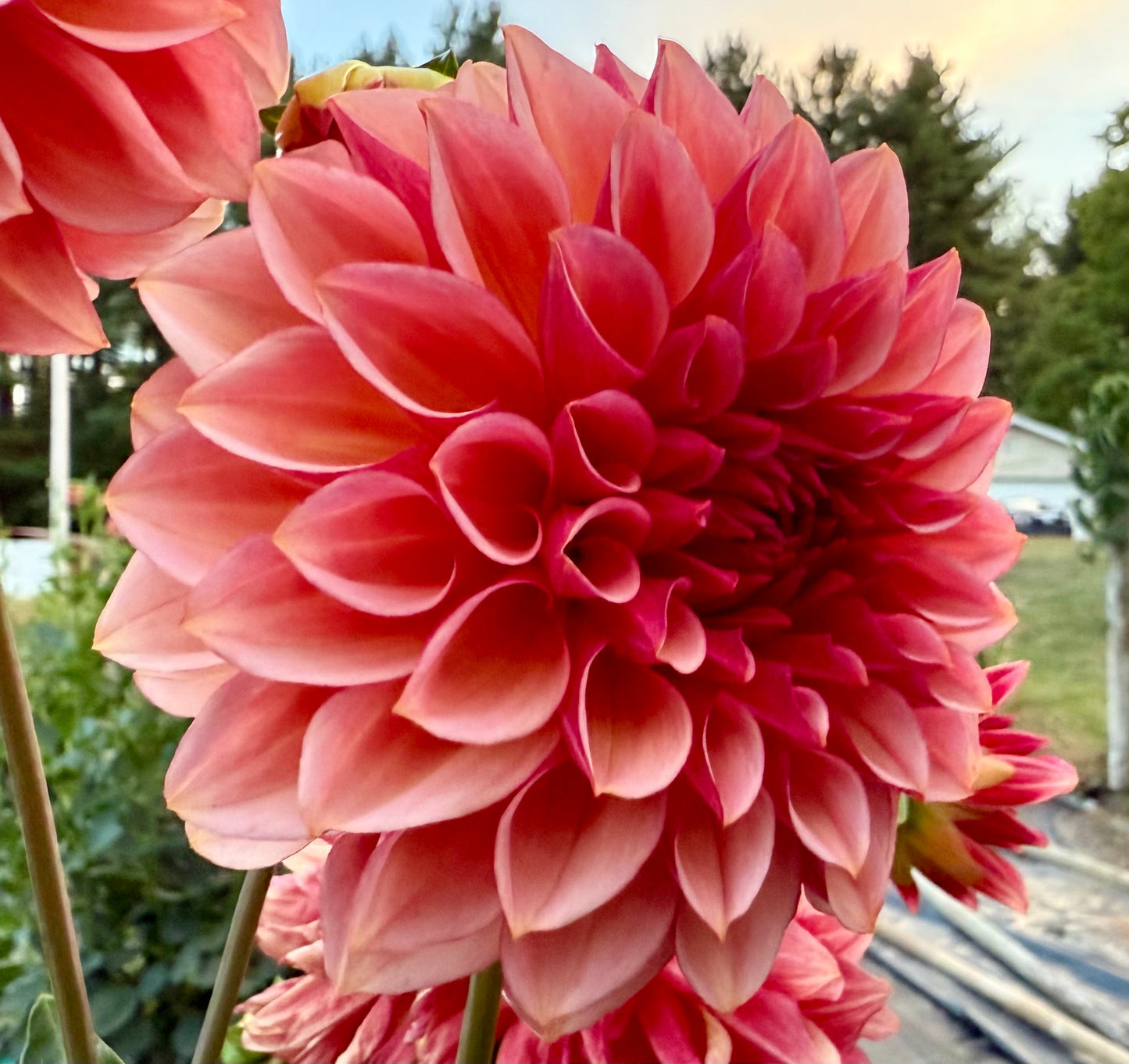 Peach Macaron (Japan variety) - Tuber