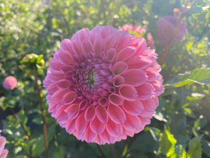 Bracken Rose (US) - Tuber