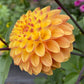 Clearview Butterscotch - Tuber