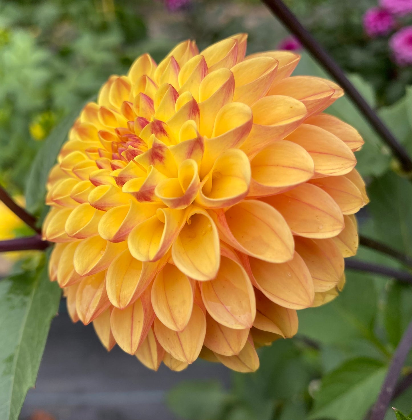 Clearview Butterscotch - Tuber