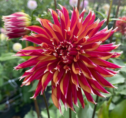 Bloomquist Firecracker - Tuber