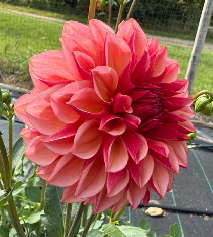 Peach Macaron (Japan variety) - Tuber