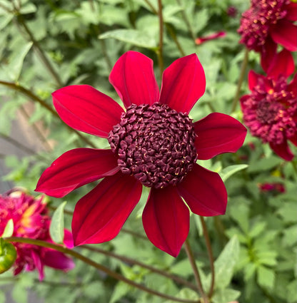 Bloomquist Obeisance - Tuber