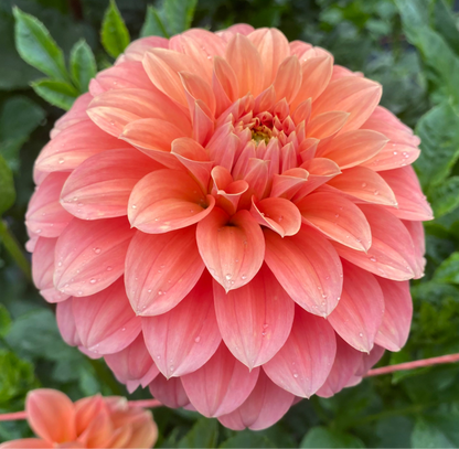 Bracken Palomino - Tuber