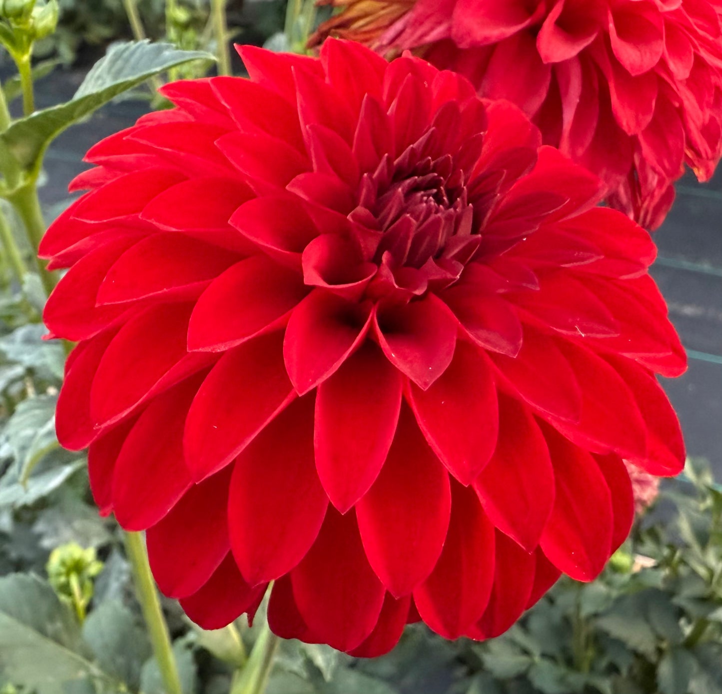 River’s Cherry Bomb - Tuber