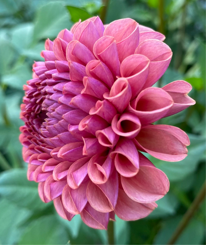 Ferncliff Rusty - Tuber