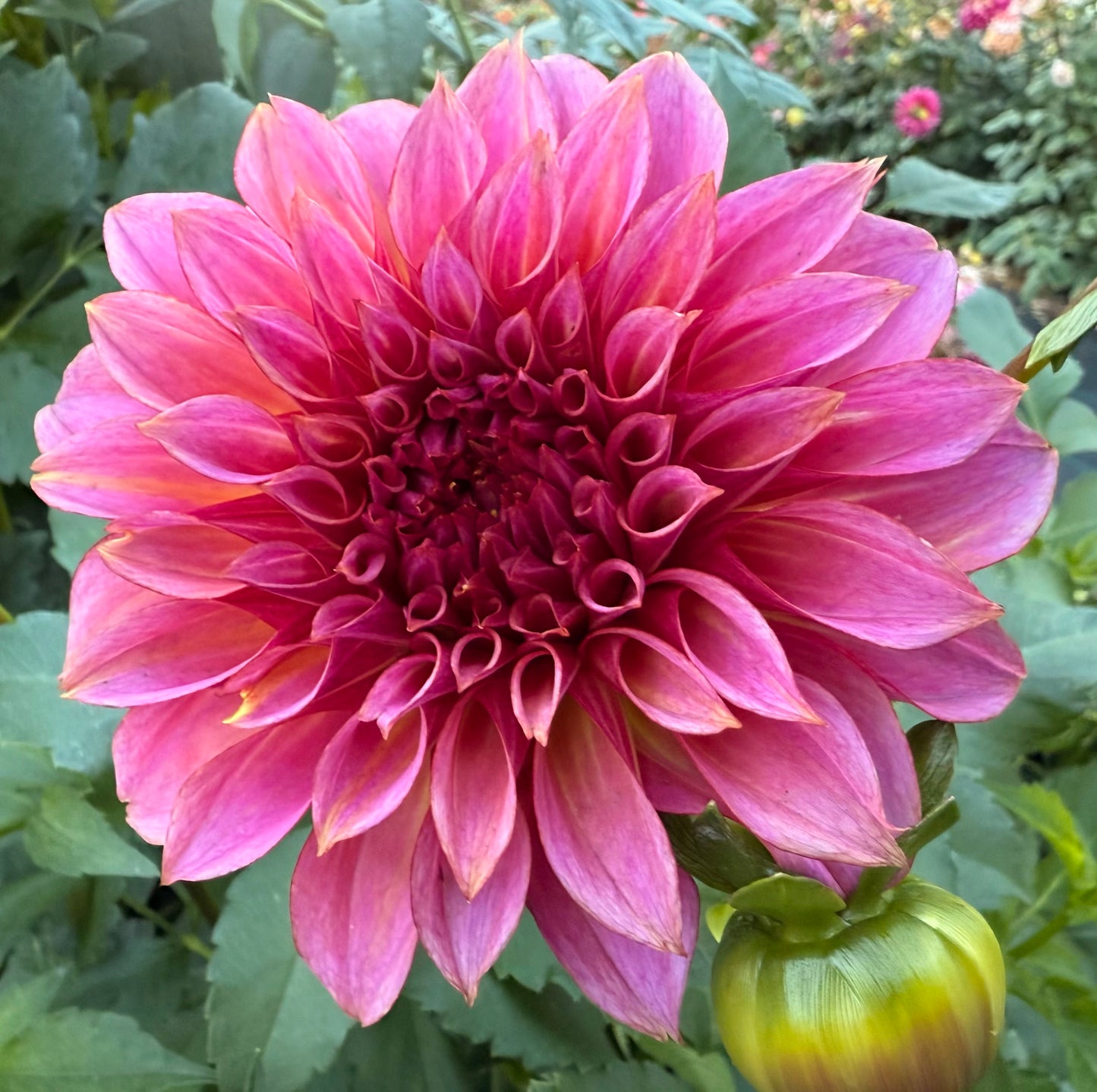 Hollyhill BP - Tuber