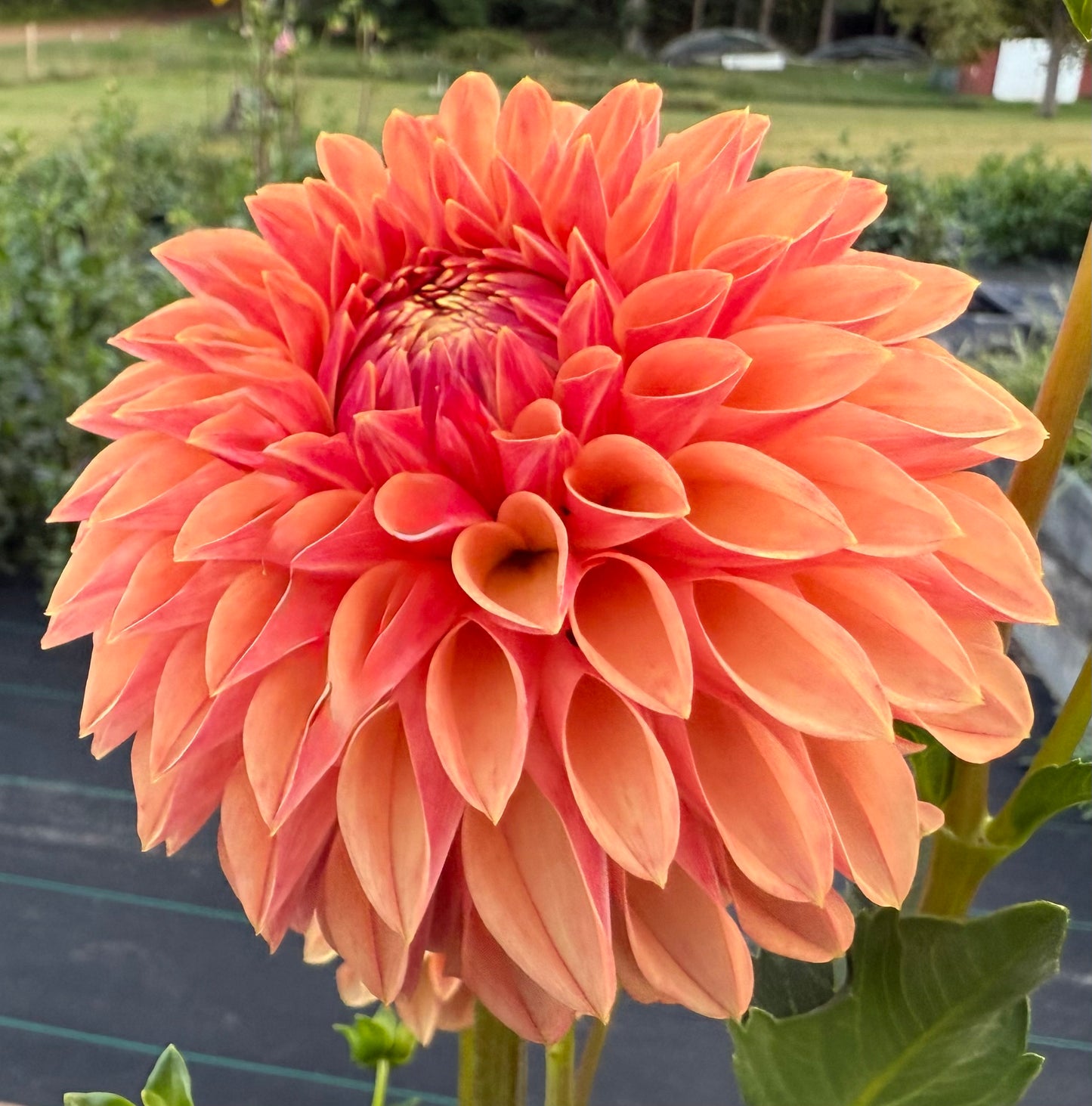 KA Desert Rose - Tuber