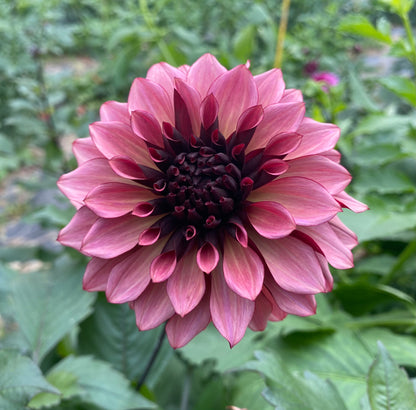 Night Silence - Tuber