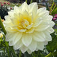 Hollyhill Creamy - Tuber