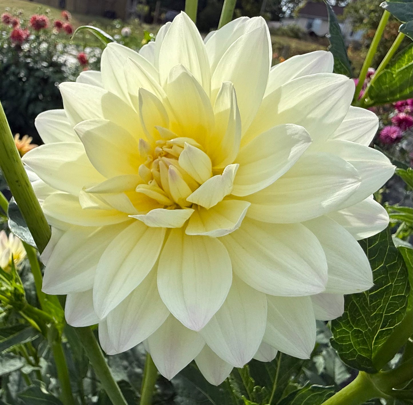 Hollyhill Creamy - Tuber