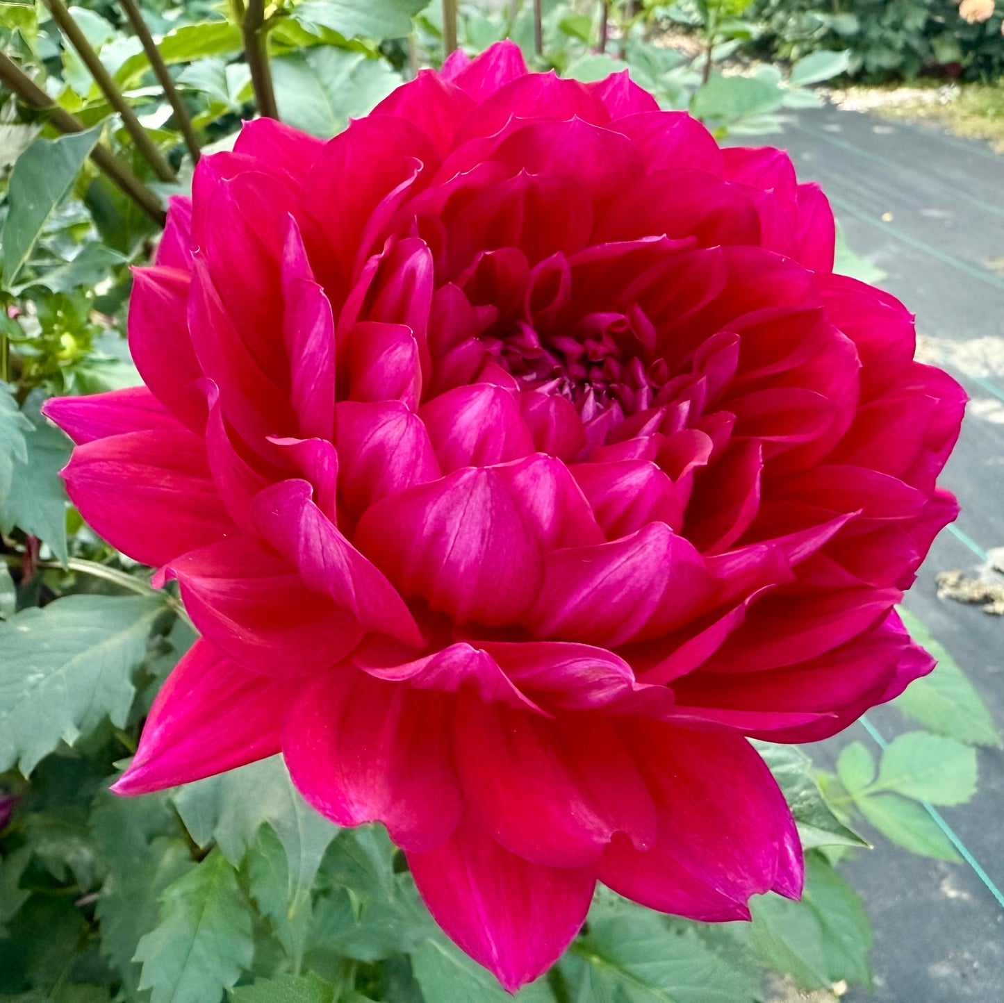Hollyhill Pandora - Tuber