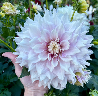 Allen’s Imagination - Tuber