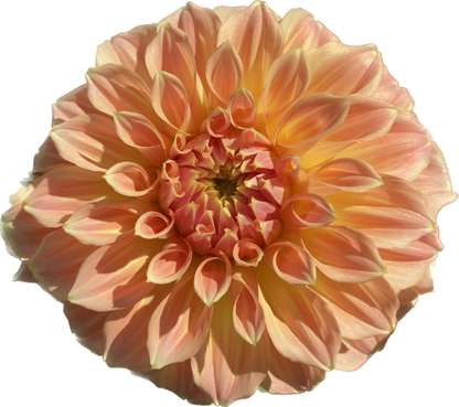 Bracken Sarah - Tuber