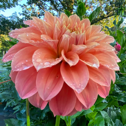 Bracken Palomino - Tuber
