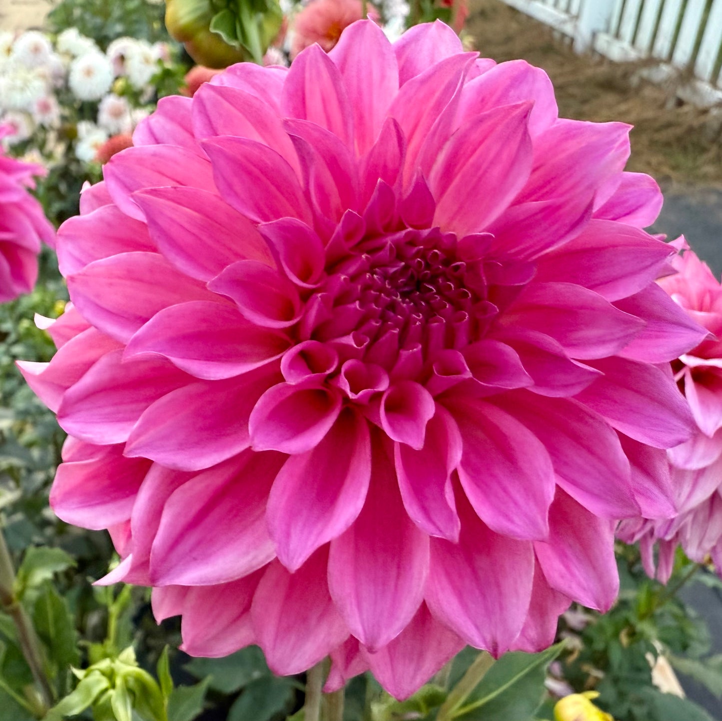 River’s Bubble Gum - Tuber