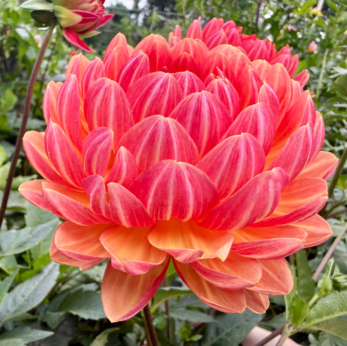 Sandia Marmalade - Tuber