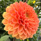 Amber Crystal (Euro Variety)- Tuber