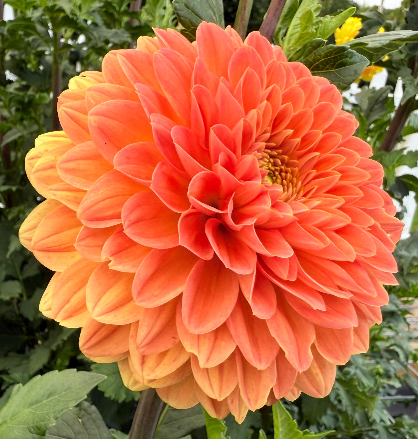 Amber Crystal (Euro Variety)- Tuber